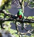 ToutPanama Oiseau Vert et Rouge